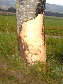 baum